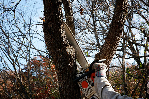 Best Tree Cabling and Bracing  in Sheridan, CO