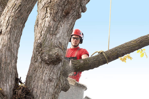 Best Stump Grinding and Removal  in Sheridan, CO